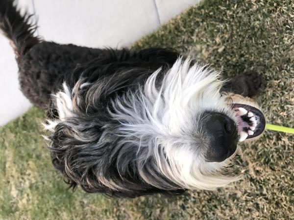 /Images/uploads/Humane Society of Utah/HSU2018/entries/4105thumb.jpg